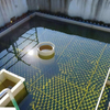Pig Farm Wastewater Treatment