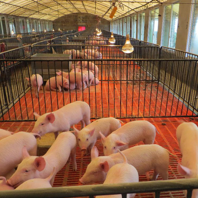 Pig Farm Wastewater Treatment