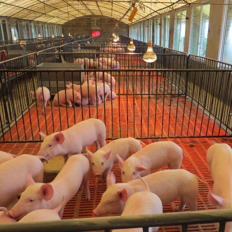Pig Farm Wastewater Treatment