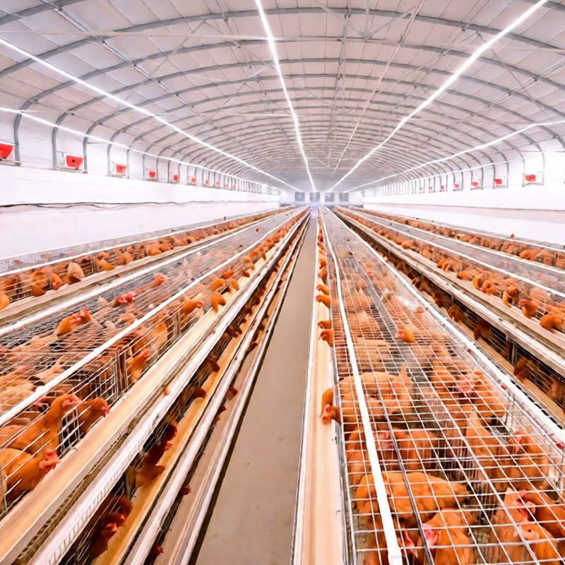 Chicken Farm Wastewater Treatment