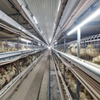 Duck Farm Wastewater Treatment